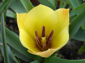 Tulipa batalinii 'Yellow Jewel'